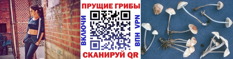 Псилоцибиновые грибы Cubensis Бугуруслан